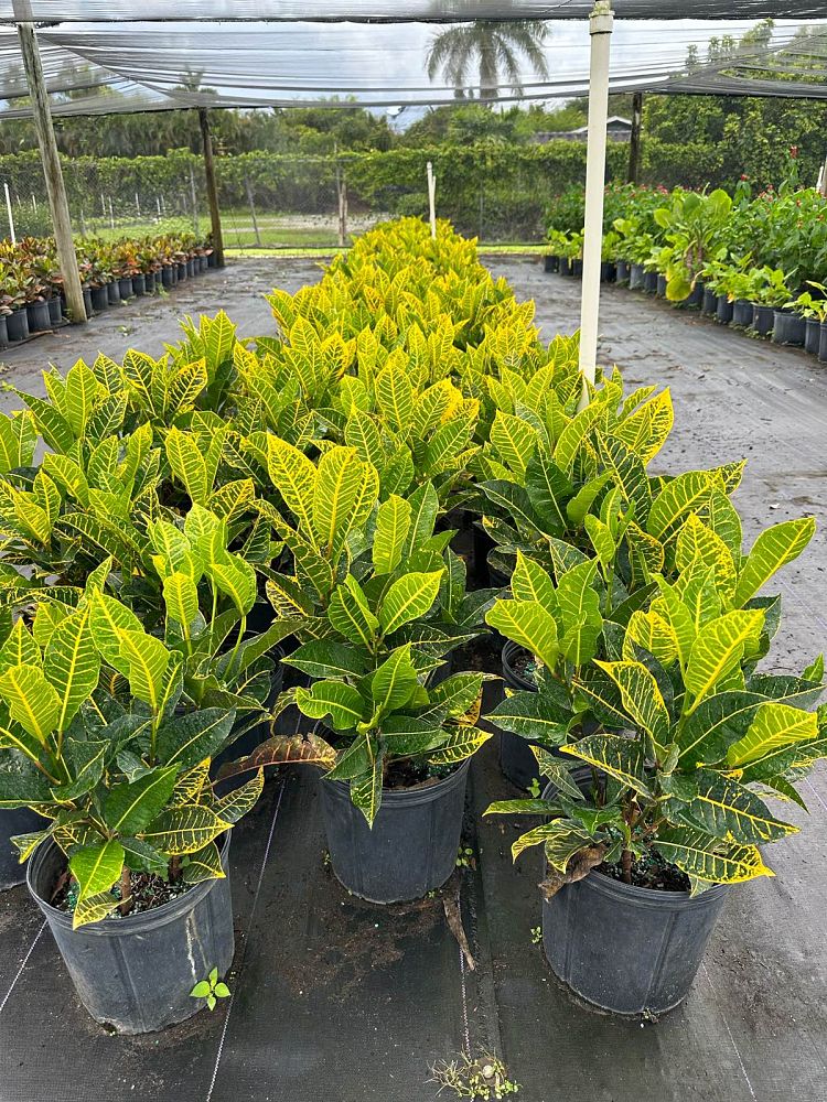 codiaeum-variegatum-petra-croton