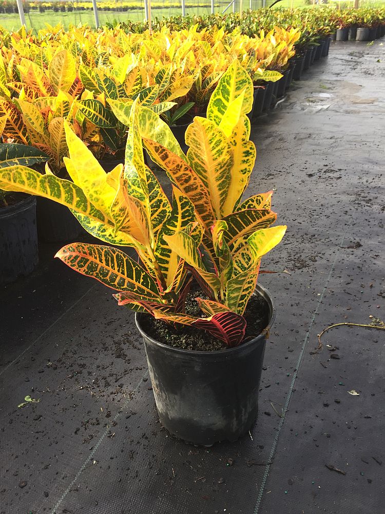 codiaeum-variegatum-petra-croton