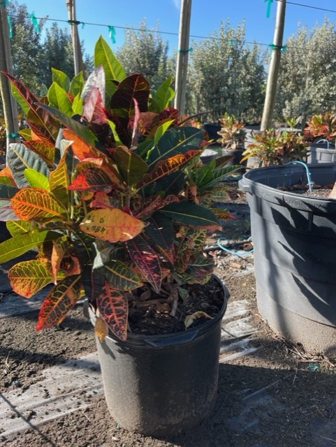 codiaeum-variegatum-petra-croton