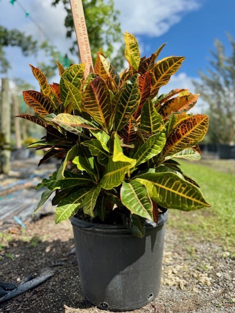 codiaeum-variegatum-petra-croton