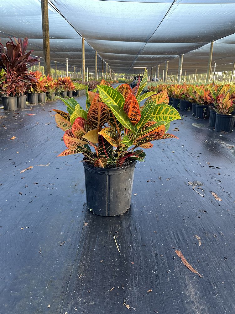 codiaeum-variegatum-petra-croton