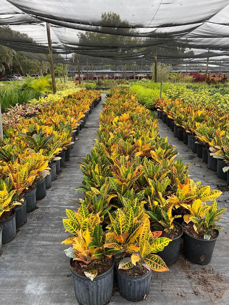 codiaeum-variegatum-petra-croton