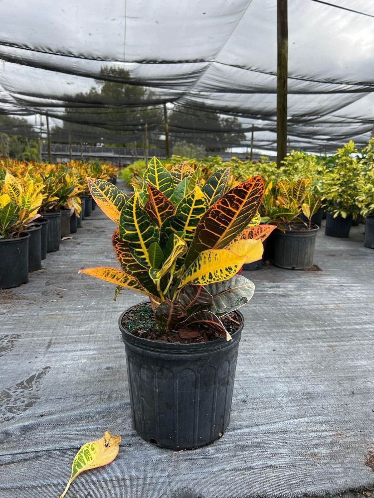 codiaeum-variegatum-petra-croton