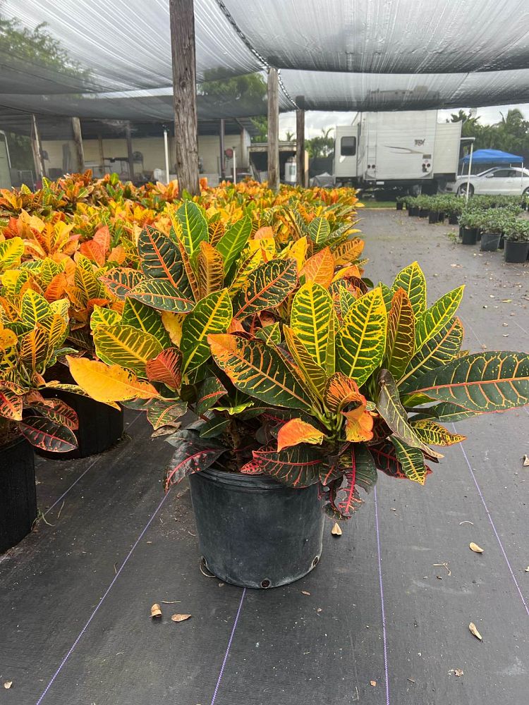 codiaeum-variegatum-petra-croton