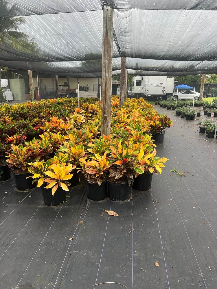 codiaeum-variegatum-petra-croton