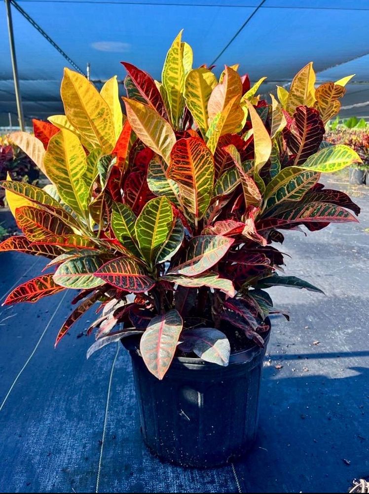 codiaeum-variegatum-petra-croton