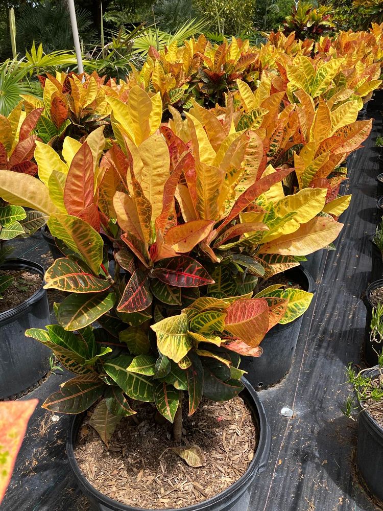 codiaeum-variegatum-petra-croton