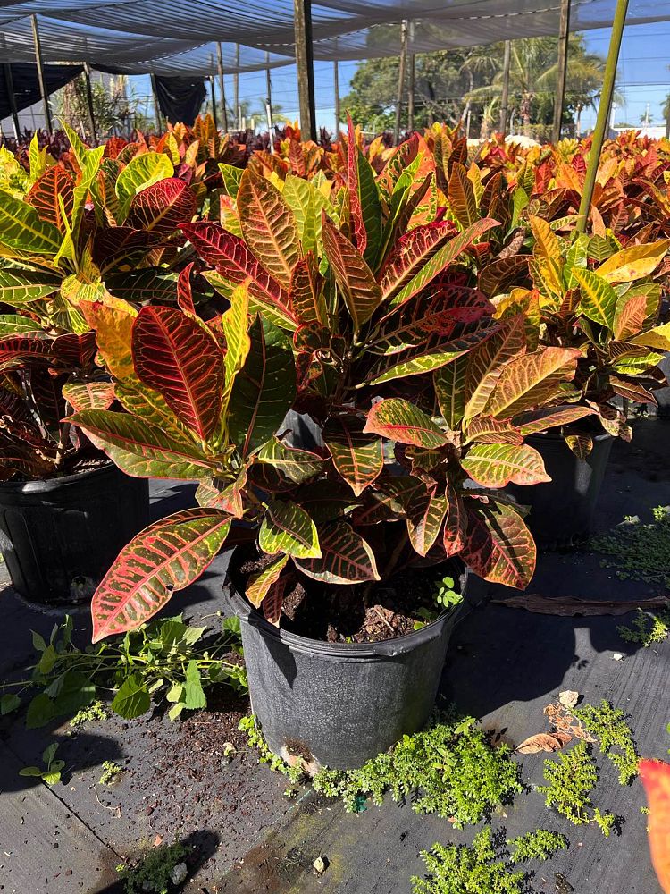 codiaeum-variegatum-petra-croton