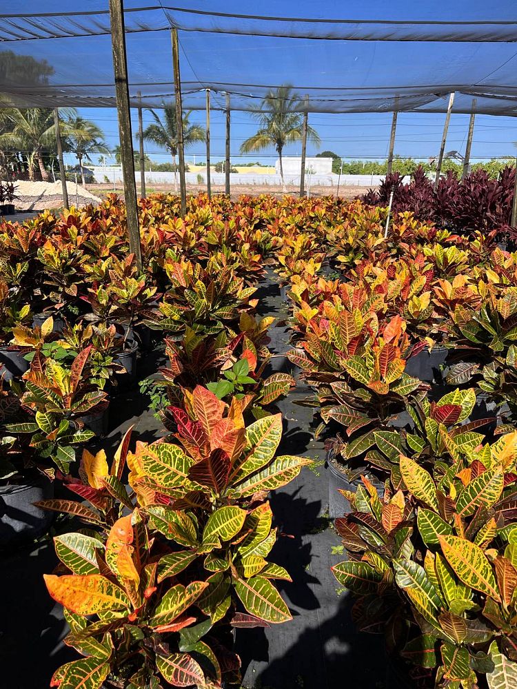 codiaeum-variegatum-petra-croton