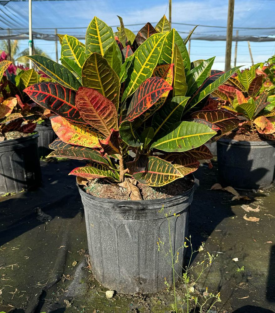 codiaeum-variegatum-petra-croton