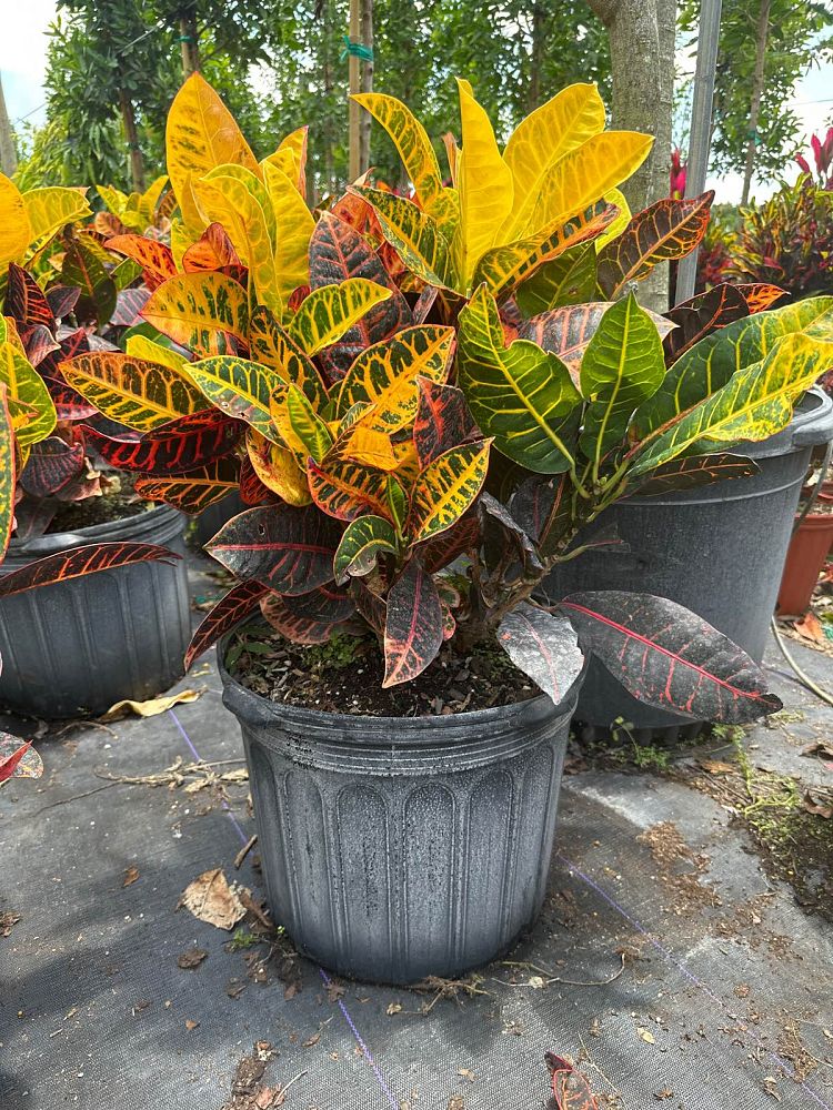 codiaeum-variegatum-petra-croton