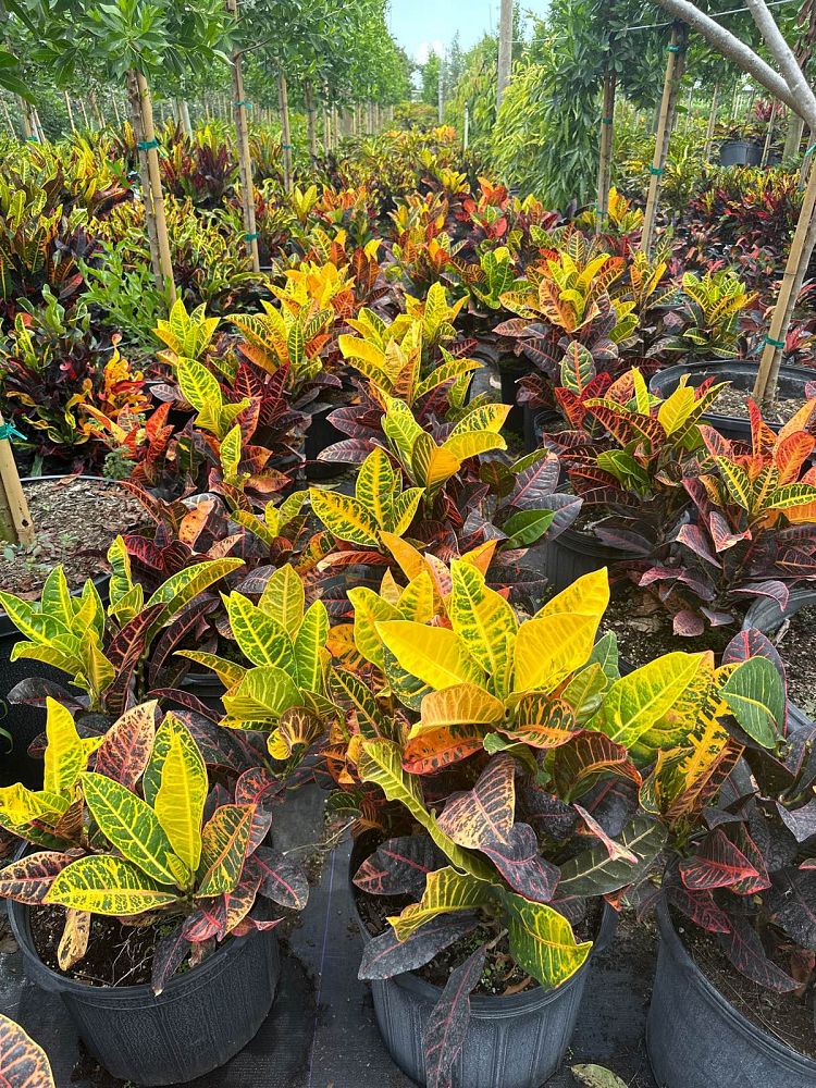 codiaeum-variegatum-petra-croton