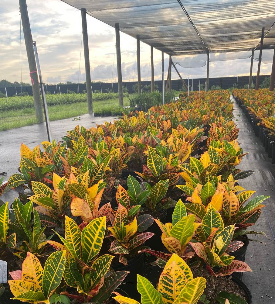 codiaeum-variegatum-petra-croton