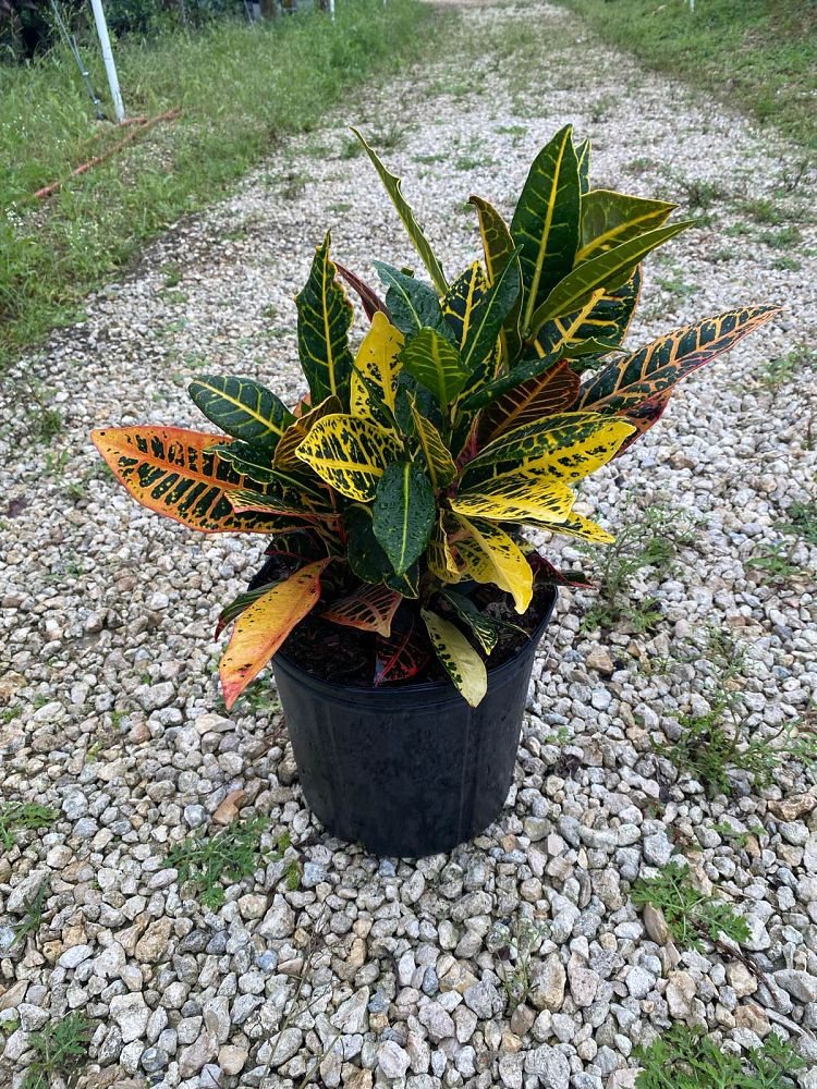 codiaeum-variegatum-petra-croton