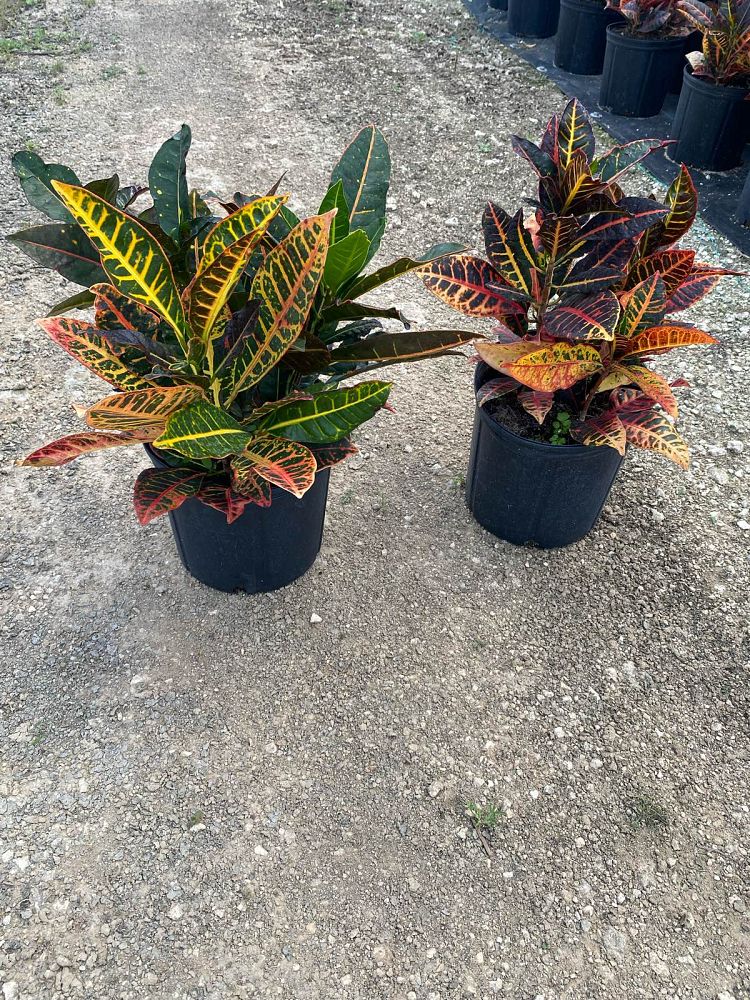 codiaeum-variegatum-petra-croton