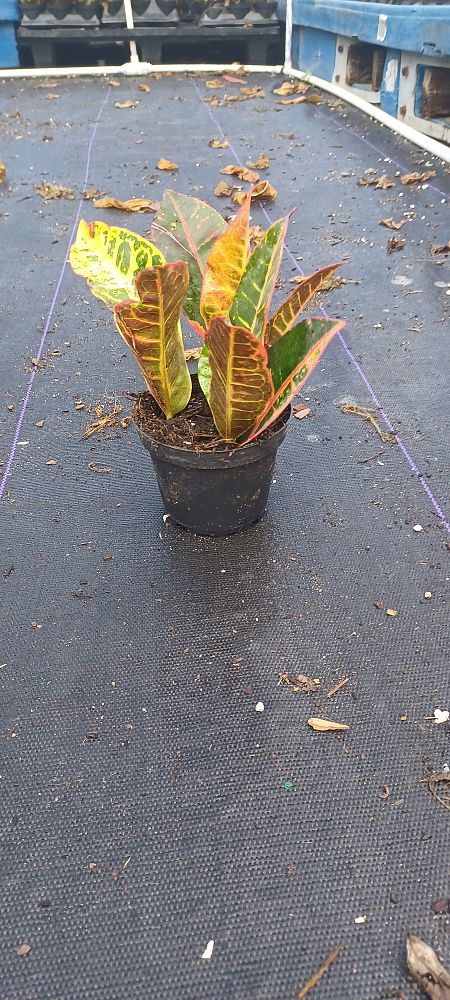 codiaeum-variegatum-petra-croton