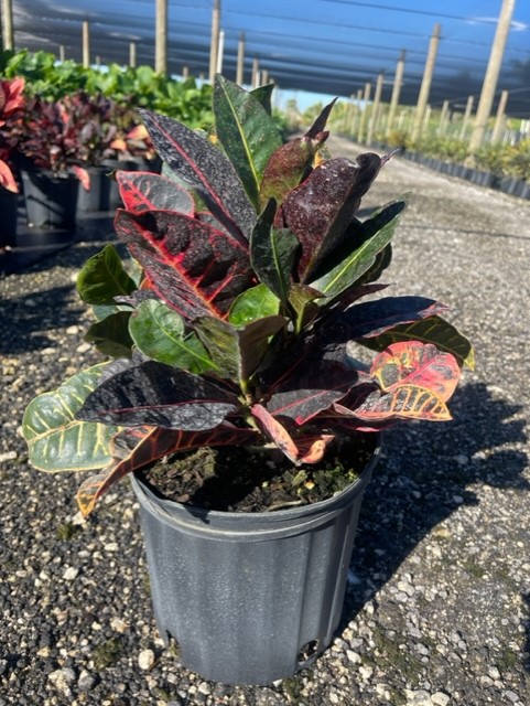 codiaeum-variegatum-petra-croton