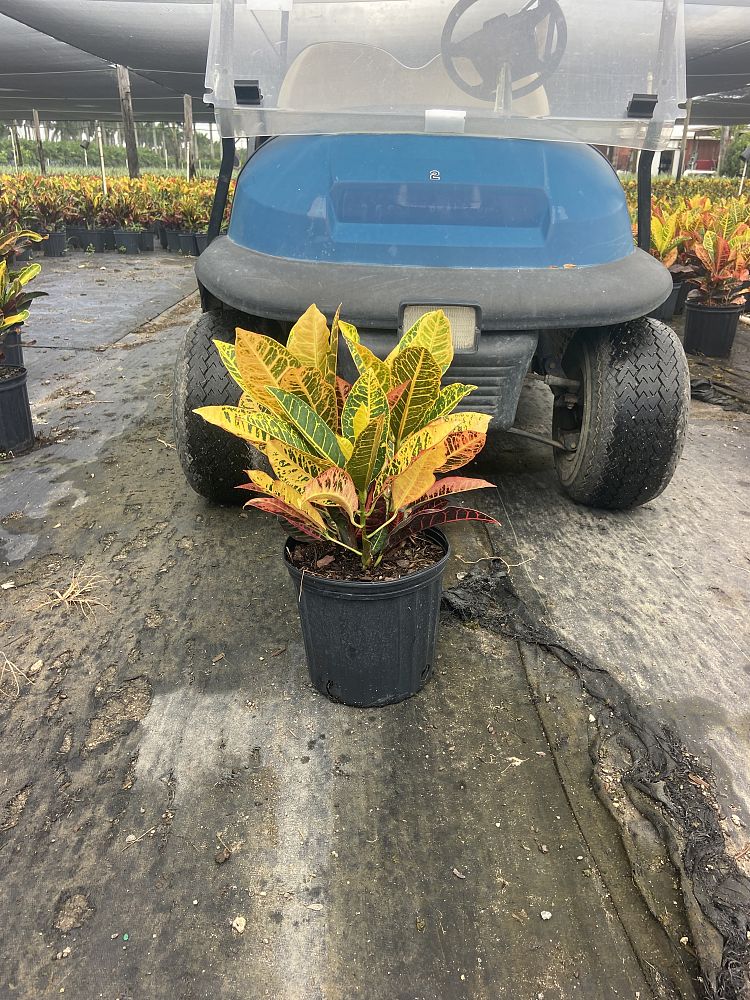 codiaeum-variegatum-petra-croton