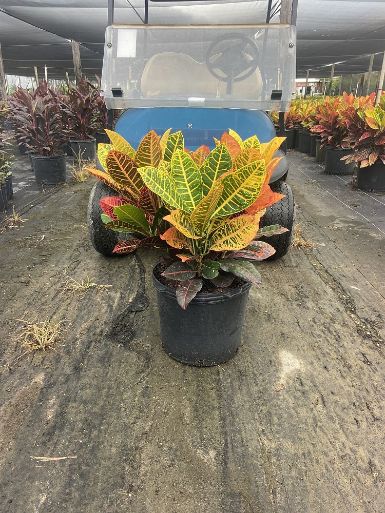 codiaeum-variegatum-petra-croton