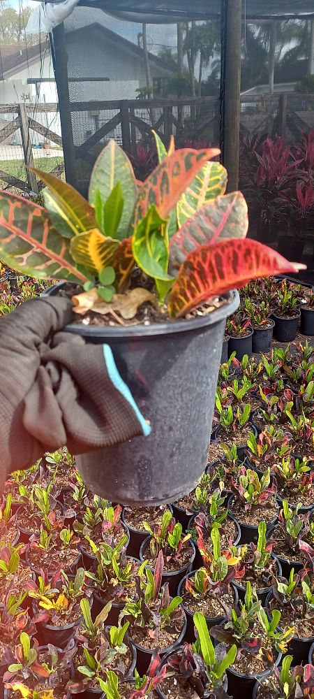 codiaeum-variegatum-petra-croton