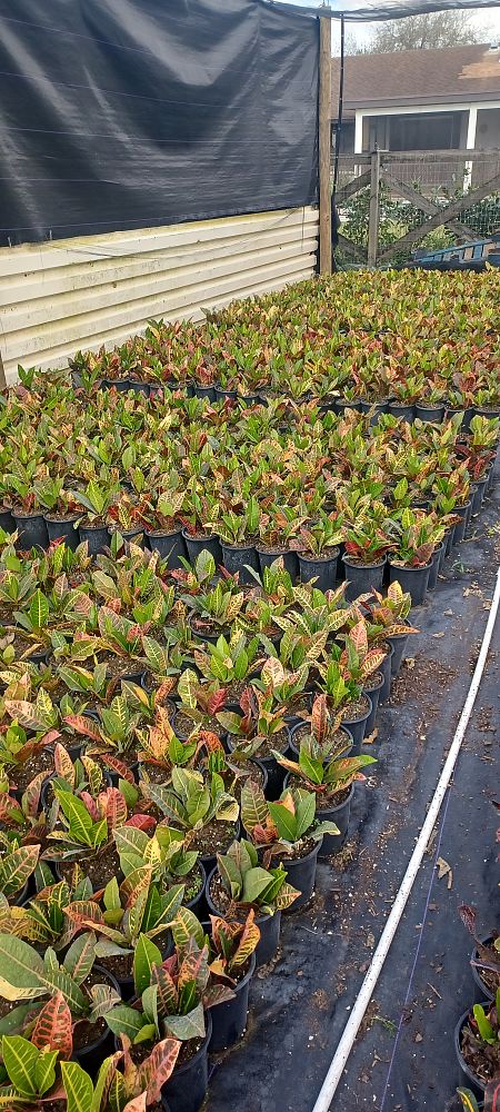 codiaeum-variegatum-petra-croton