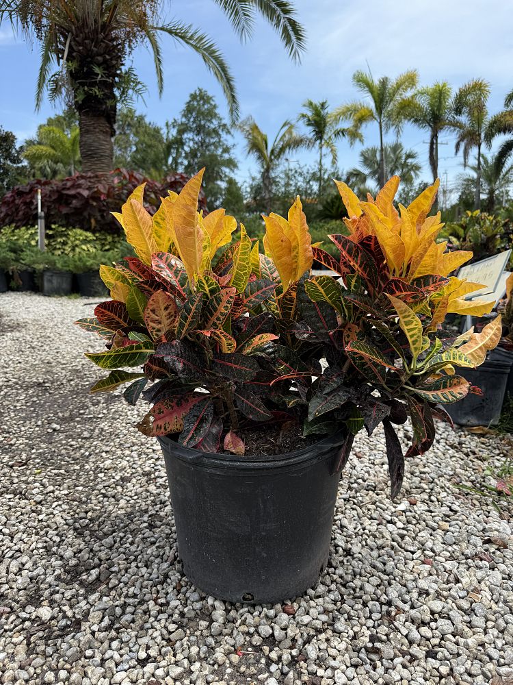 codiaeum-variegatum-petra-croton