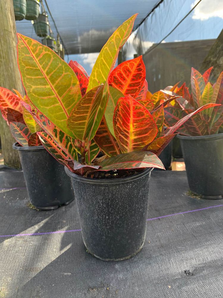 codiaeum-variegatum-petra-croton