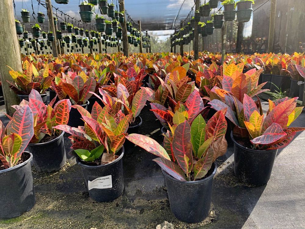 codiaeum-variegatum-petra-croton
