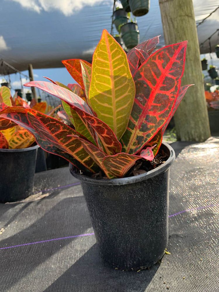 codiaeum-variegatum-petra-croton