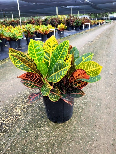 codiaeum-variegatum-petra-croton