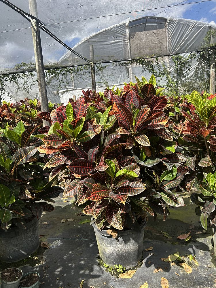 codiaeum-variegatum-petra-croton