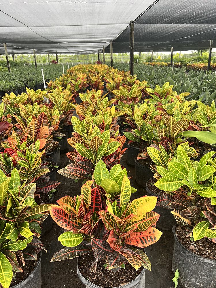 codiaeum-variegatum-petra-croton