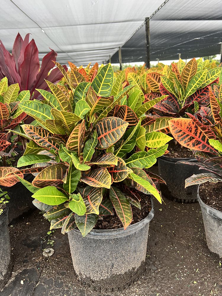 codiaeum-variegatum-petra-croton