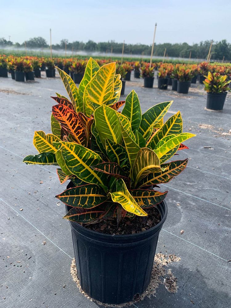 codiaeum-variegatum-petra-croton
