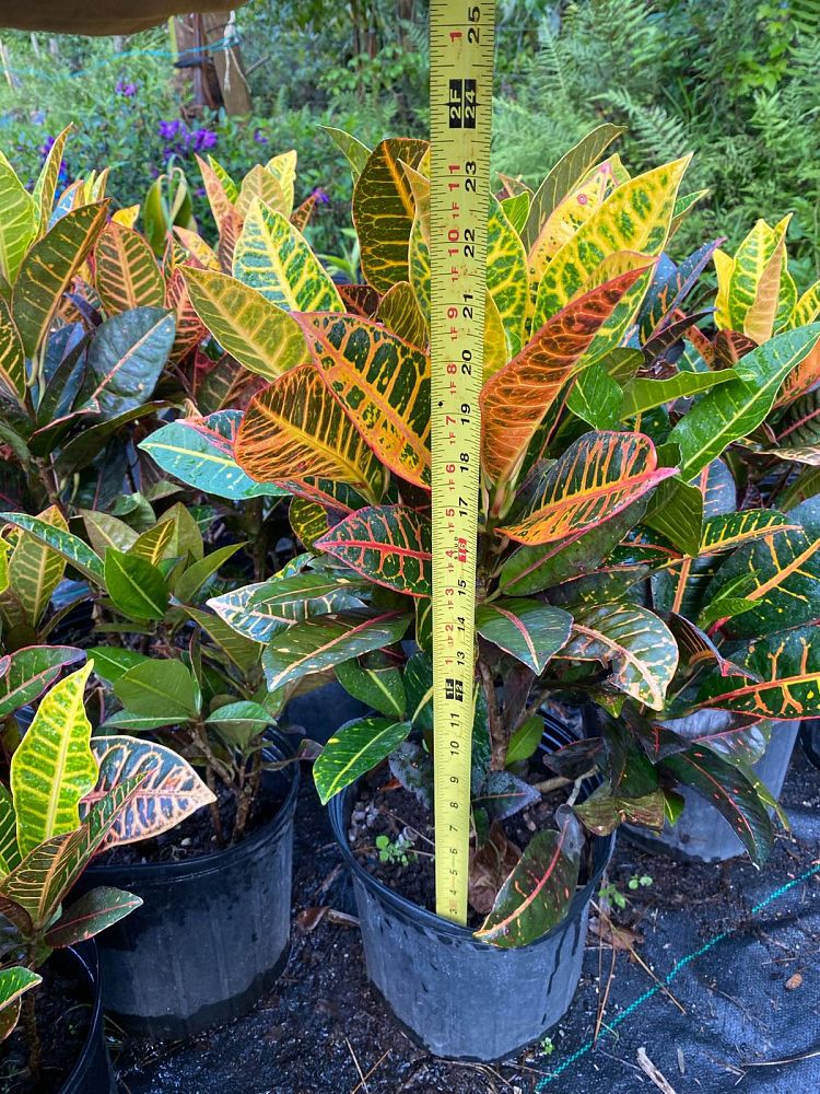 codiaeum-variegatum-petra-croton