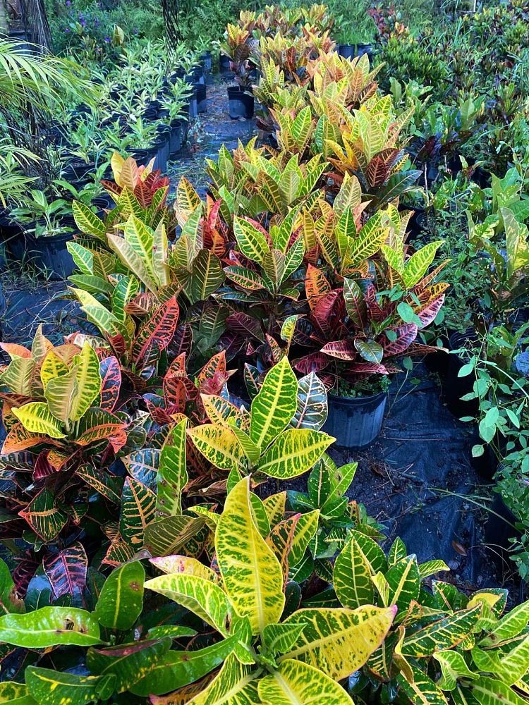 codiaeum-variegatum-petra-croton