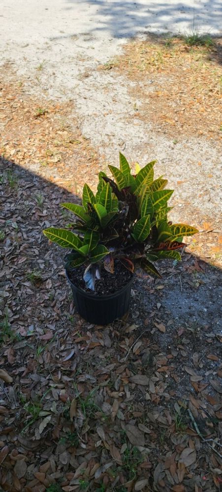 codiaeum-variegatum-petra-croton
