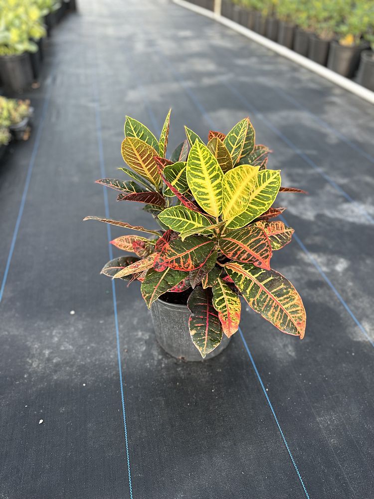 codiaeum-variegatum-petra-croton