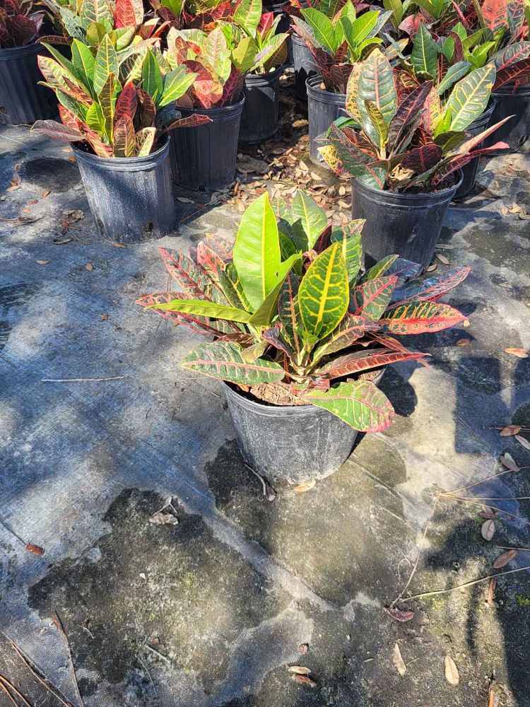 codiaeum-variegatum-petra-croton