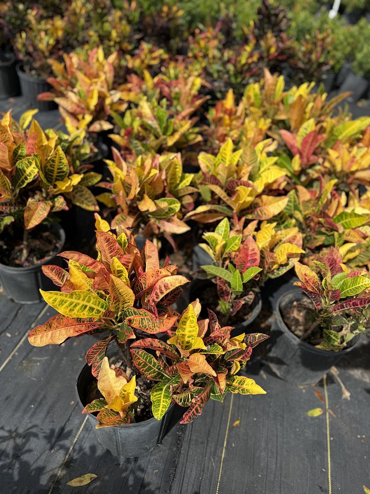 codiaeum-variegatum-petra-croton