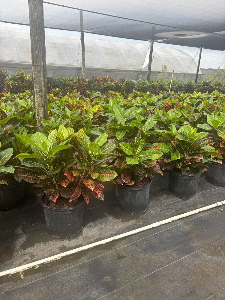 codiaeum-variegatum-petra-croton