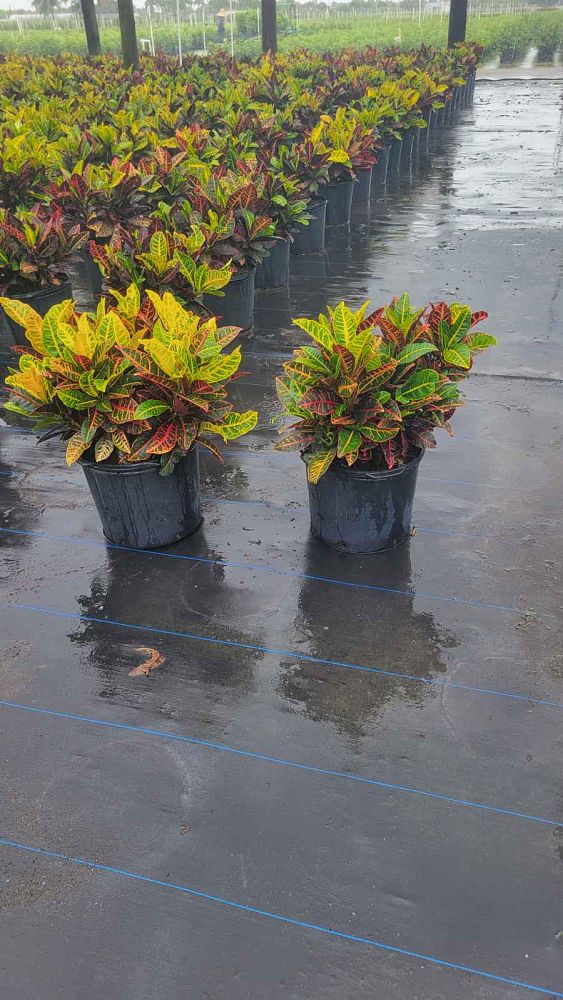 codiaeum-variegatum-petra-croton