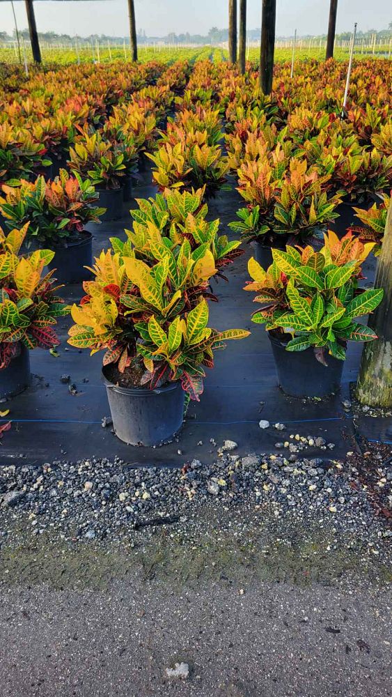 codiaeum-variegatum-petra-croton