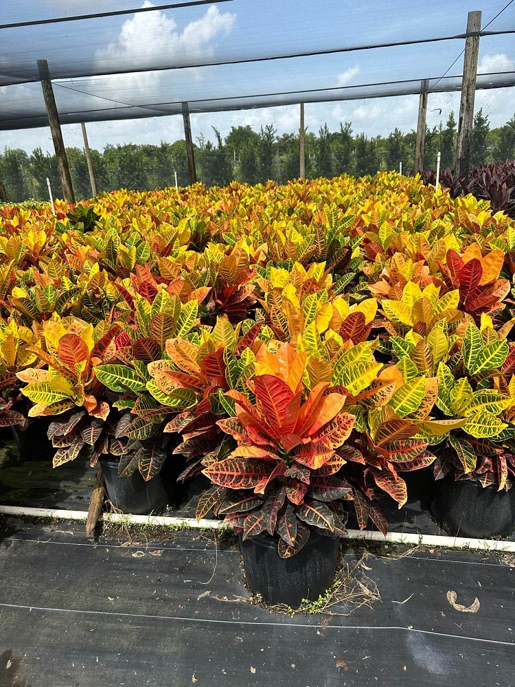 codiaeum-variegatum-petra-croton