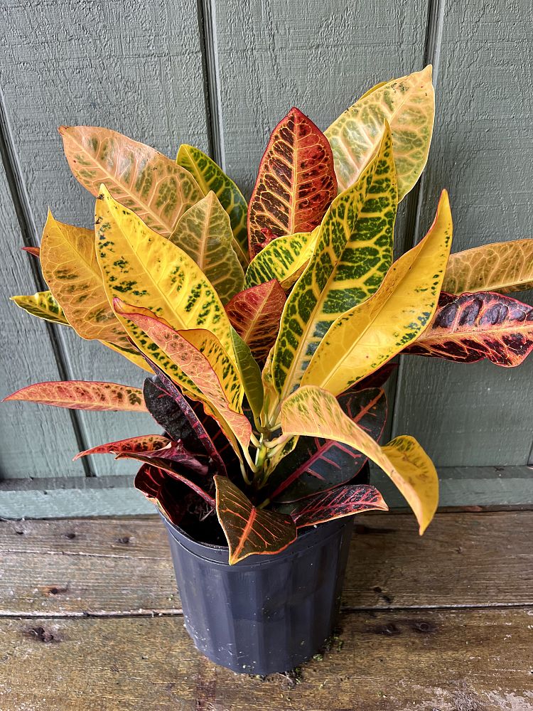 codiaeum-variegatum-petra-croton