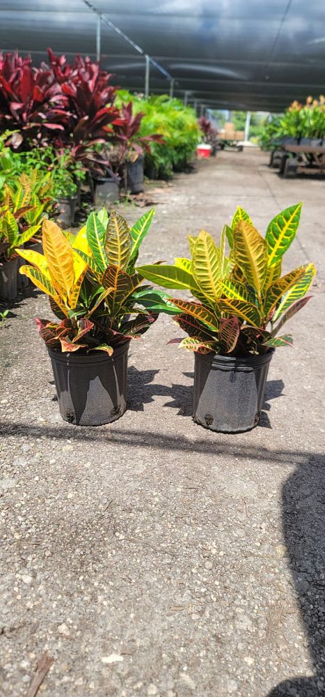 codiaeum-variegatum-petra-croton