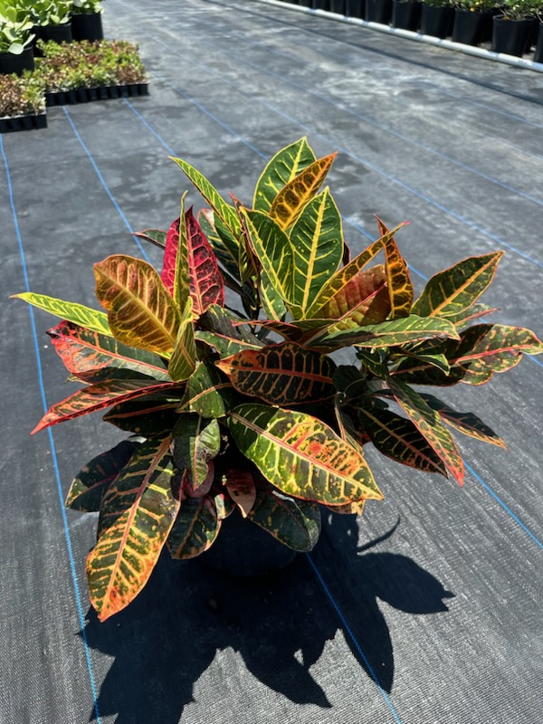 codiaeum-variegatum-petra-croton