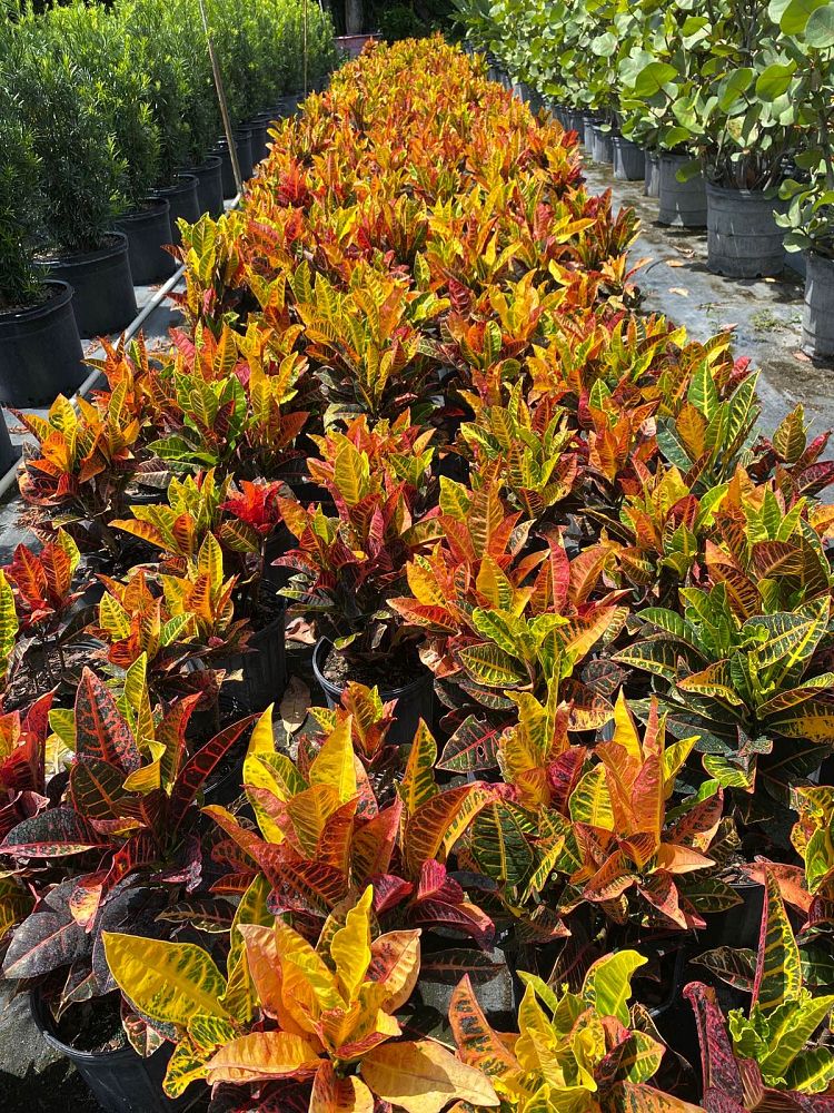 codiaeum-variegatum-petra-croton