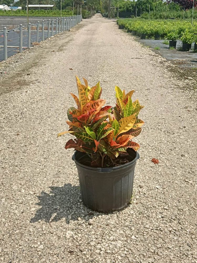 codiaeum-variegatum-petra-croton