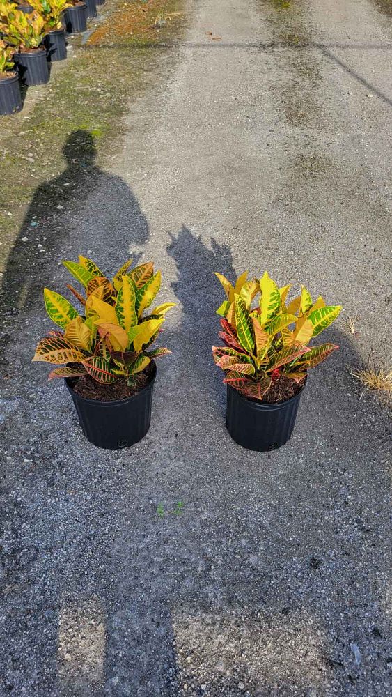 codiaeum-variegatum-petra-croton